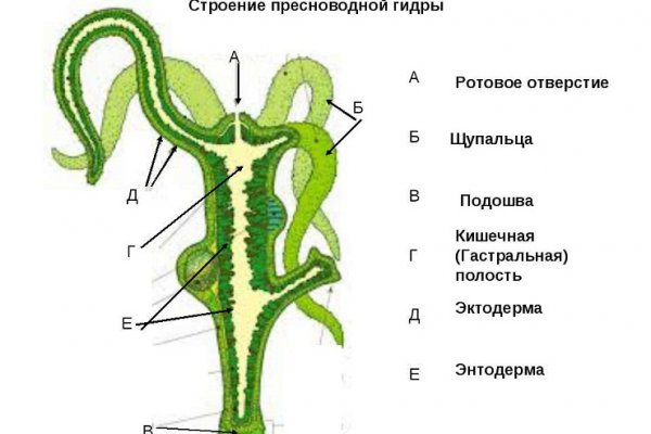 Kraken 8 at сайт